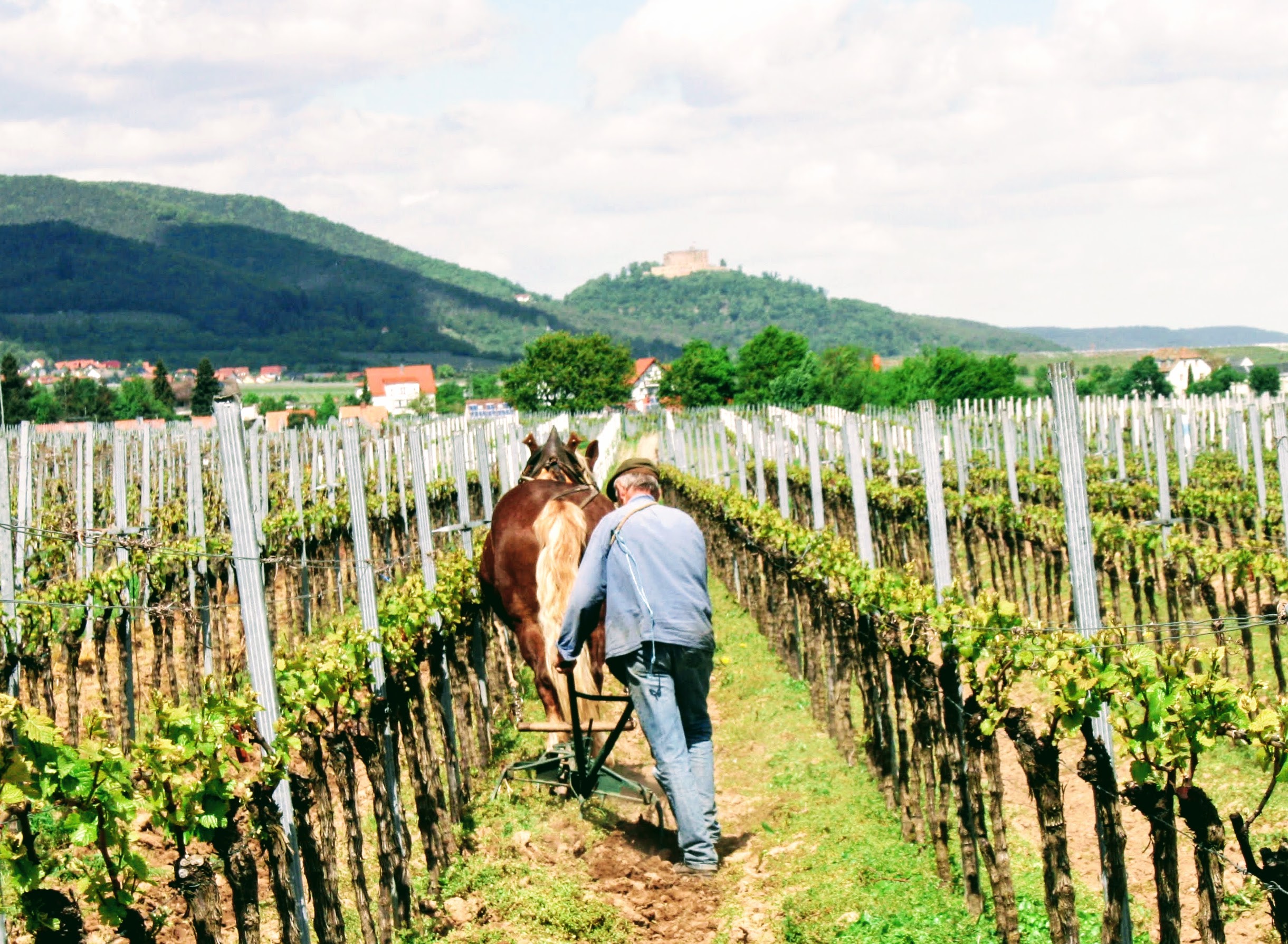 Die Pfalz – wo Witz wie Wein wächst