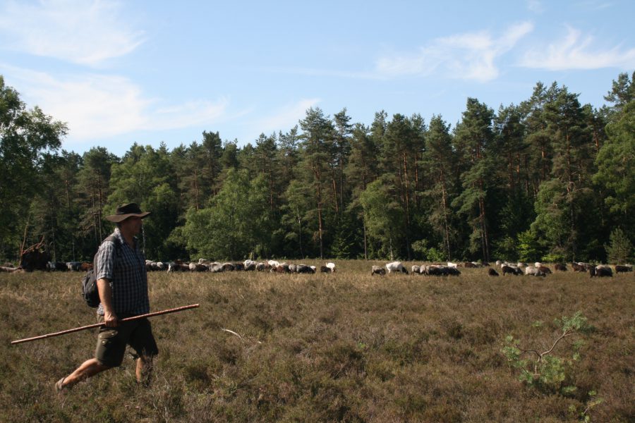Lüneburger Heide