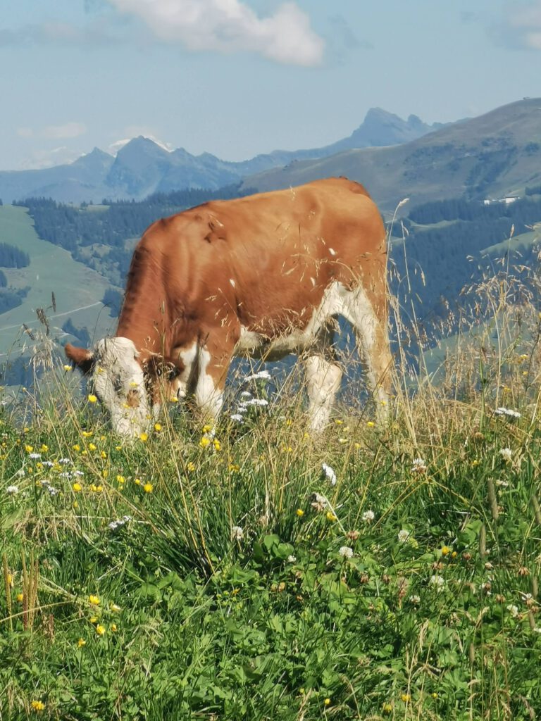 Kuh auf der Alp
